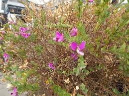 Image result for Polygala marensis