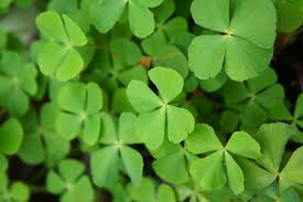 Image result for Marsileaceae