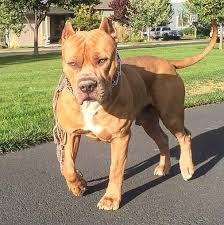 Pin Em Pit Bull Pics