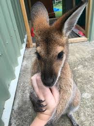 An Australian Woman Helps Raise And Rehabilitate Orphaned Wallabies And She Loves When They Come Back T Animal Shelter Fundraiser Cute Animal Pictures Wallaby