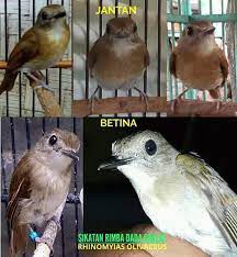 Sebelumnya sudah tahu belum apa itu burung pleci? 500 Gambar Burung Flamboyan Jantan Hd Paling Keren Infobaru