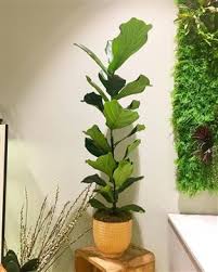 Minik ama bol yapraklı olan ficus lyrata. Ribbon Ev Bitkisi Onerileri