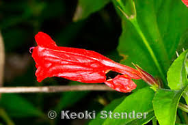 Image result for Ruellia brevifolia