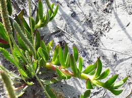 Image result for Aizoon schellenbergii