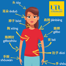 In physics and engineering, a free body diagram (force diagram, or fbd). 72 Body Parts In Chinese From Head To Toe Definitive Guide