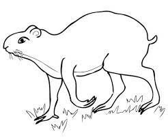 Aguti Dibujo Para Colorear Dibujos Para Colorear Libro De Dinosaurios Para Colorear Paginas Para Colorear