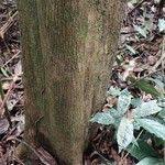 Image result for Shirakiopsis