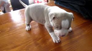 Black And White Pitbull Puppy With Blue Eyes Pitbull Red Nose Puppies Cute Dogs Gallery Red Nose Pitbull Puppies Red Nose Pitbull Red Nose Dog