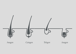 The characteristic finding in anagen effluvium is the tapered fracture of the hair shafts. The Hair Growth Cycle 4 Key Stages Explained Philip Kingsley