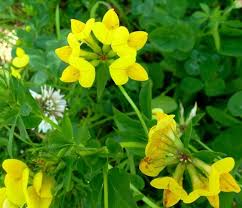 Image result for Lotus corniculatus