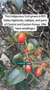 Image result for Dovyalis macrocalyx