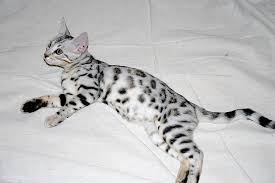 Snow bengal is the name of white bengal cats. Argento Tiger Bengal Cat Bengal Kitten Cats