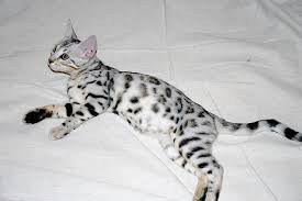 Snow bengal is the name of white bengal cats. Argento Tiger Bengal Cat Bengal Kitten Cats