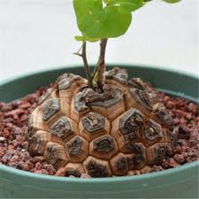 Image result for Dioscorea cotinifolia