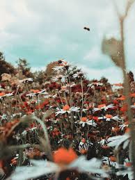 Plants and worn, aged materials are generally used by japanese garden designers to suggest a natural landscape, and to express the fragility of existence as … White Daisy Flower Field Flower Summer Butterfly Poland Couple Love Piqsels
