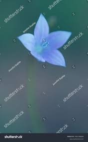 Image result for Wahlenbergia undulata