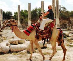 The light color reflects sunlight, keeping the camel cool. How Many Humps Should A Camel Mount Have Page 2 Elder Scrolls Online