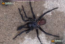 Maybe you would like to learn more about one of these? California Trapdoor Spider Bothriocyrtum Californicum