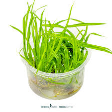 Image result for Cyperus spiralis