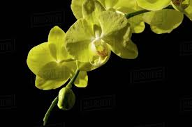 Having gerbera daisies in your garden will give you wonderful orange, white, yellow, pink, and red blossoms. Yellow Flowers On Black Background Stock Photo Dissolve