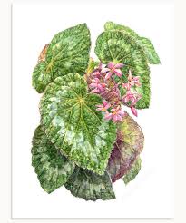 Image result for Begonia longipetiolata