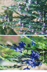 Image result for Triumfetta grandistipulata