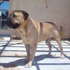 Bullmastiff Crisis In Nevada American Bullmastiff Association Rescue Services Bull Mastiff Dogs Pets
