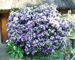 Image result for Brunfelsia pauciflora