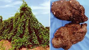 Image result for Dioscorea praehensilis