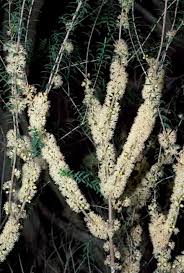 Image result for Melhania acuminata