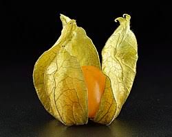 Image result for Physalis peruviana