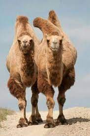 This exercise consists of a text about camels in which there are 8 gaps. Pin On Mundo Animal 1