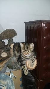 kedi m kedi