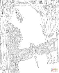 Dragonfly Insect Coloring Page Free Printable Coloring Pages Insect Coloring Pages Coloring Pages Animal Coloring Pages