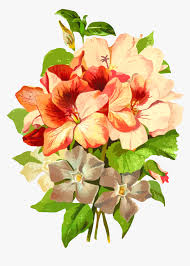 Bunga png you can download 62 free bunga png images. Poinsettia Drawing Watercolor Bunga Png Transparent Png Kindpng