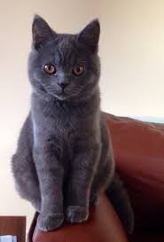 Enzo 5 Month British Shorthair