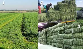 Lucerne-Link – Suppliers of Alfalfa Hay and Fine South African Fodder