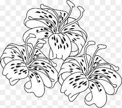 Free coloring sheets to print and download. Tiger Lily Easter Lily Coloring Book Flower Tiger Lily S White Child Png Pngegg