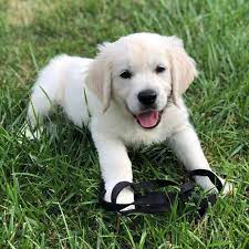 English Cream Golden Retrievers Near Me Off 52 Www Usushimd Com