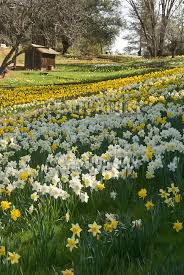 Daffodil Hill Amador County Northern California Vegetation Spring Scenery Amador County Daffodils