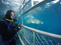 Shark cage diving in port lincoln is a truly unique australian experience, unmissable for the adventurous traveller! Great White Shark Cage Diving Adventure From Port Lincoln Tours Activities Fun Things To Do In Adelaide Australia Veltra