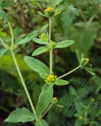 Image result for Sigesbeckia