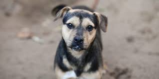 Maybe you would like to learn more about one of these? 100 Dog Names Meaning Survivor Dogvills