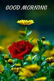 Best quote, greeting and wishes available online. Pin By Eve Yu On Mp3 Song Download Good Morning Flowers Pictures Good Morning Beautiful Good Morning Gif