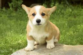 See more ideas about corgi, puppies, cute animals. Litter Of 7 Pembroke Welsh Corgi Puppies For Sale In Newville Pa Adn 31682 On Puppyfinder Com Gender Female Age 1 Corgi Puppies For Sale Corgi Welsh Corgi