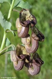 Image result for Aristolochia heppii