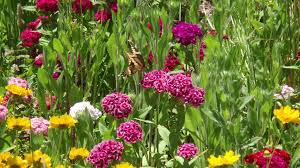 Check spelling or type a new query. Pacific Northwest Wildflower Seeds American Meadows Advantages Multiple Blooms Rebloomer