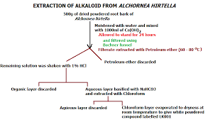 Image result for Alchornea hirtella