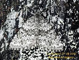 Image result for Entephria polata