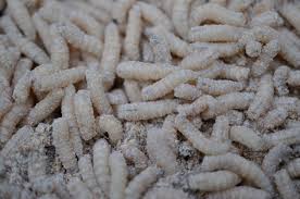 Dish soap works great as an insect repellant and/or insecticide. Maggot Facts Where They Come From And How To Get Rid Of Them Dengarden